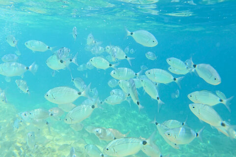 Pláž Girandella - šnorchlování, Rabac, Istrie, Chorvatsko