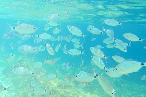 Pláž Girandella - šnorchlování, Rabac, Istrie, Chorvatsko