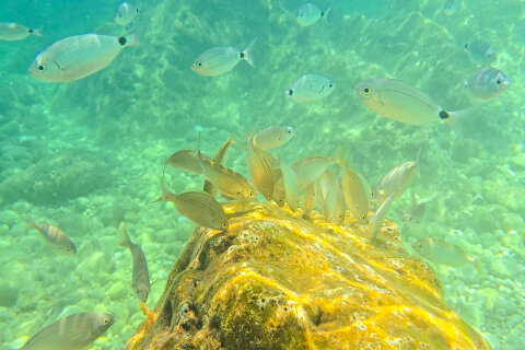 Rabac - šnorchlování u pláže Girandella, Istrie, Chorvatsko