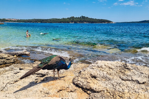 Ostrůvek Sveti Jerolim, národní park Brijuni, Istrie, Chorvatsko
