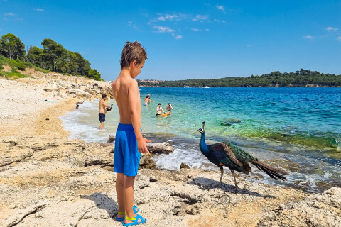 Ostrůvek Sveti Jerolim, národní park Brijuni, Istrie, Chorvatsko