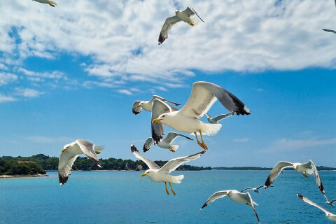 Lodní výlet z Puly na ostrůvek Sveti Jerolim, národní park Brijuni, Istrie, Chorvatsko