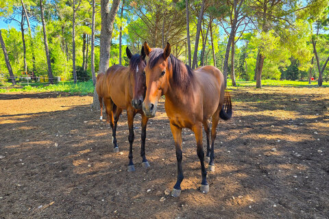 Zaton Holiday Resort - jízdárna, Zaton, Zadarská riviéra, Chorvatsko
