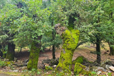 Cestou do Beli, ostrov Cres, Chorvatsko