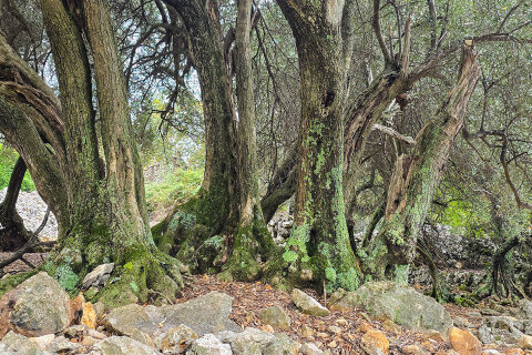 Beli, ostrov Cres, Chorvatsko