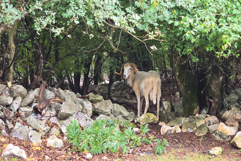 Cestou do Beli, ostrov Cres, Chorvatsko
