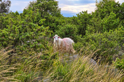 V okolí Martinšćice můžete narazit na pasoucí se ovce, ostrov Cres, Chorvatsko