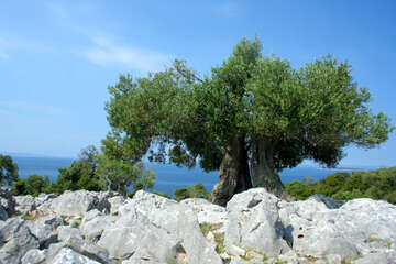 Chorvatsko, olivovníky Lun