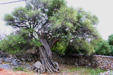 Chorvatsko, ostrov Pag, olivovníky Lun