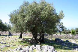 Chorvatsko, ostrov Pag, olivovníky Lun