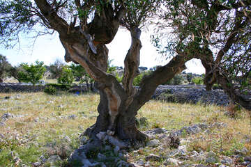 Chorvatsko, ostrov Pag, olivovníky Lun
