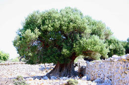 Chorvatsko, olivovníky Lun