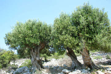 Chorvatsko, olivovníky Lun