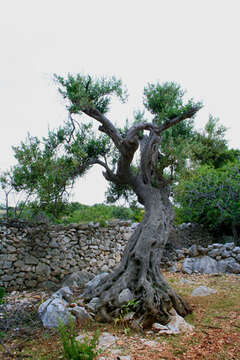 Chorvatsko, ostrov Pag, olivovníky Lun