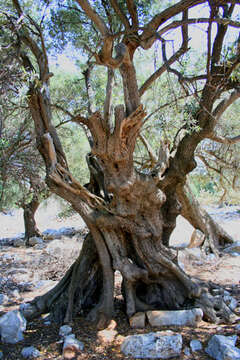 Chorvatsko, olivovníky Lun