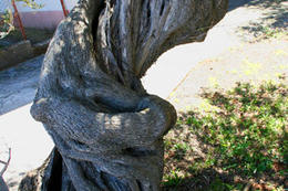 Chorvatsko, ostrov Pag, olivovníky Lun