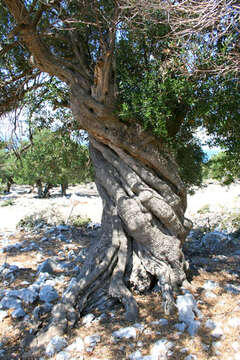 Chorvatsko, olivovníky Lun