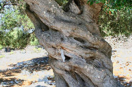 Chorvatsko, olivovníky Lun