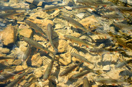 Chorvatsko, národní park Plitvice, jezera a vodopády, ryby